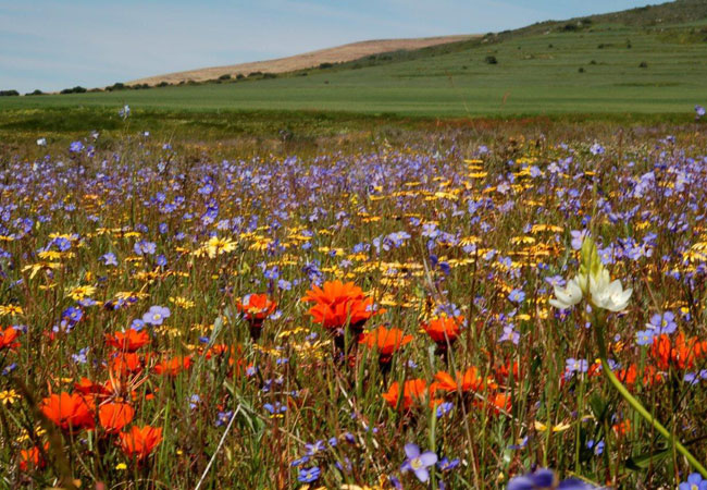 spring-photography-tour-cape-town